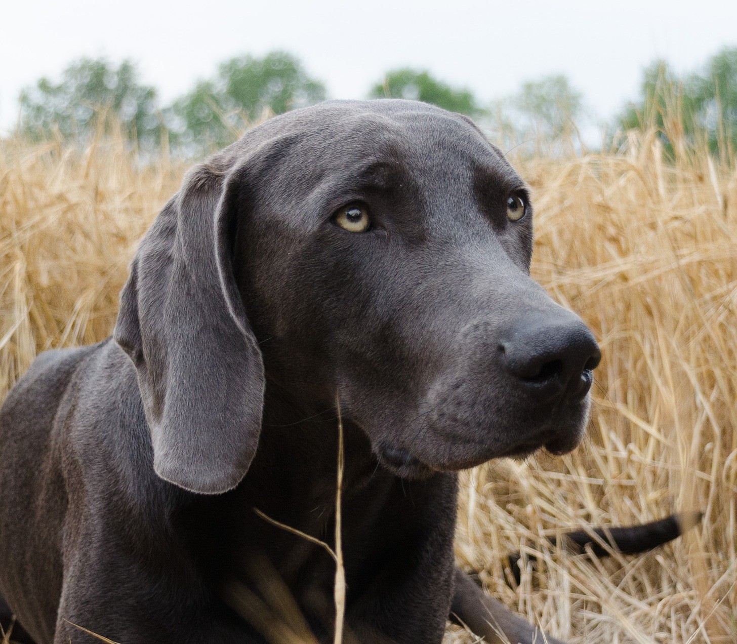Jagdhund